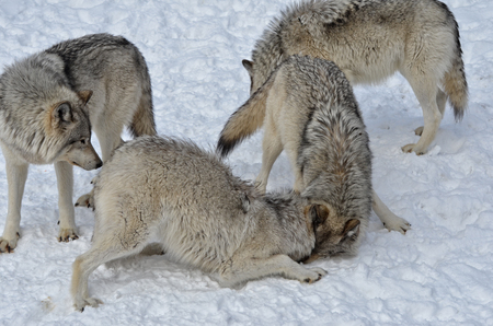 Timber Wolf pack on snow covered  groundの写真素材