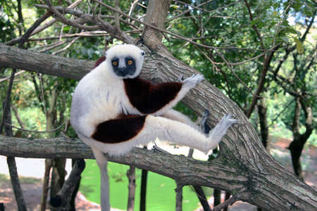 Large Dancing Lemur on Treeの写真素材