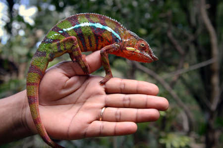 Multicolored chameleon on a human hand - shot in natural environment, Madagascarの写真素材