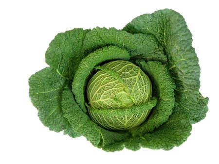 Big Green Cabbageの写真素材
