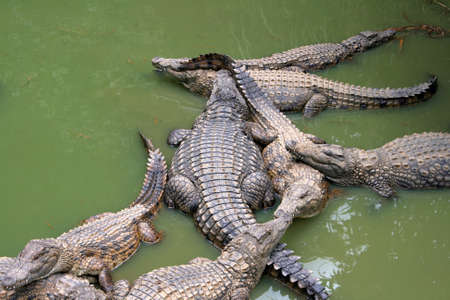 Crocodiles in Greenish Waterの写真素材