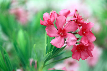 Pink Oleander Flowers の写真素材