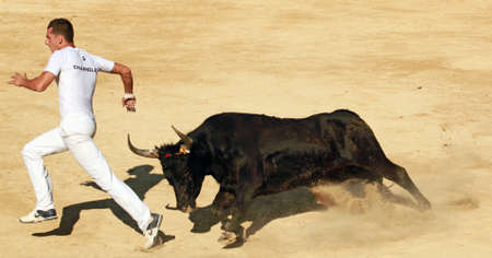 Mauguio, France - August 19,2011 - Competitor Charnelet chased by angry bull during traditional bull racing contest in Maugtiooのeditorial素材