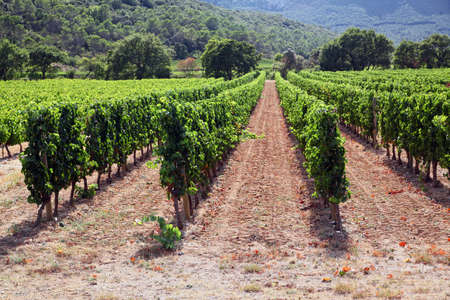 Neat Rows of Vine  Languedoc, France の写真素材