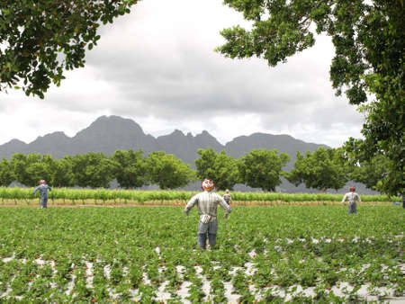 Scarecrows in a strawberry field