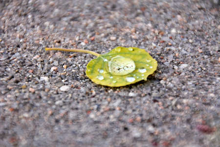 raindrop green leafの写真素材