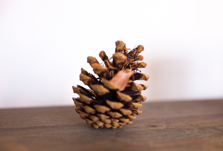 cones of spruce on a wooden board. cones lie on a background of wood.の写真素材
