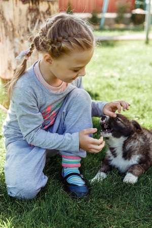 little girl is playing with a dog. a dog as a gift to children. children's smile happyの写真素材