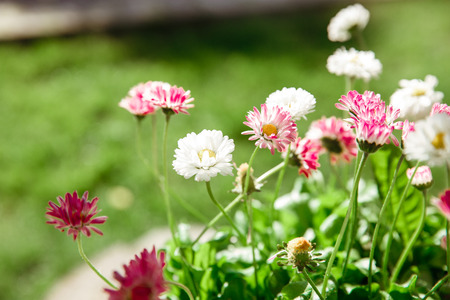 flowers on a green background. small sunny flowers petals. a vivid photo of natureの写真素材