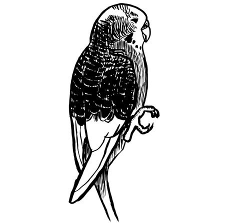 Black and white ink illustration of a budgie parakeet bird.のイラスト素材