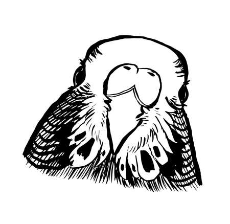 Black and white ink illustration of a budgie parakeet bird.のイラスト素材