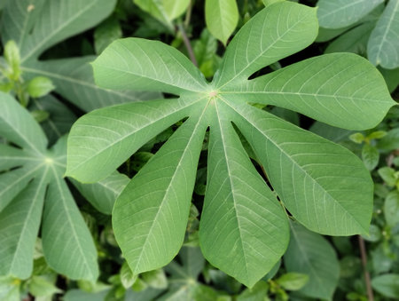 A close-up, high-angle view of a single, fresh, green cassava leaf (Manihot esculenta) showing its distinctive palmate, lobed structure and clear venation.の写真素材