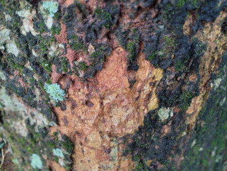 Detailed macro photograph showing the rough texture of tree bark covered with green moss and patches of lichen. The natural surface displays rich earthy tones of brown, orange, andの写真素材