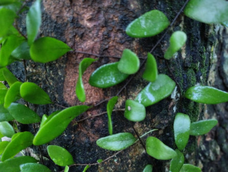 Close-up shot of small, vibrant green leaves of a climbing vine, possibly Creeping Fig (Ficus pumila) or a similar fern/plant, clinging to the rough, dark bark of a tree trunk.の写真素材
