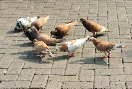 A group of pigeons feeding on scattered grains on a paved walkway. The birds display a variety of brown, white, and black feather patterns under natural daylight.の写真素材