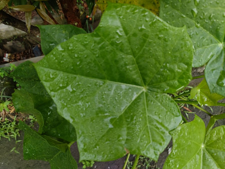 Close-up of vibrant green leaves covered with fresh raindrops after a rainfall. The photo captures the natural texture and shine of wet foliage, symbolizing freshness and the beautの写真素材
