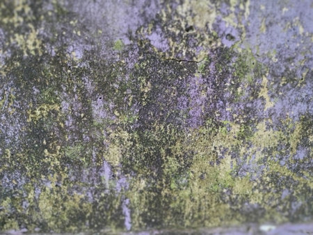 Close-up texture of an old weathered wall covered with green moss and lichen growth. The surface shows natural patterns of decay and color variations in yellow, green, and purpleの写真素材