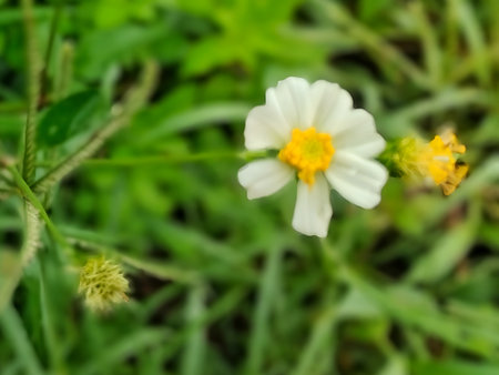 A close-up shot of a delicate, small white flower with a bright yellow center, resembling a miniature daisy or Spanish Needle (Bidens alba). The bloom is set against a softly blurrの写真素材