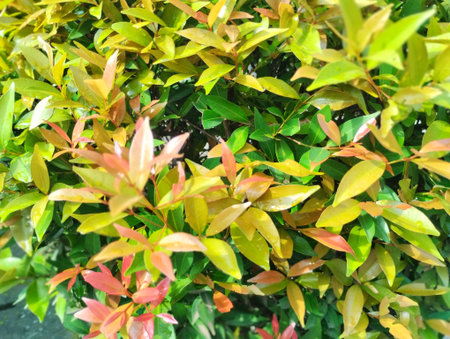 Close-up view of Syzygium leaves displaying a natural gradient of colors from green to red, illuminated by warm sunlight. The image captures the fresh and healthy foliage textureの写真素材