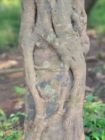 Detailed close-up of a tree trunk showing rough bark texture intertwined with roots and small patches of green lichen. The natural patterns and earthy tones highlight the organicの写真素材