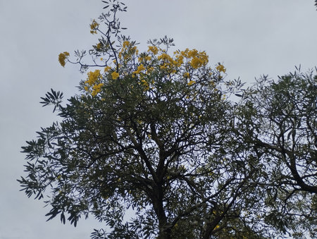 A tall tree with clusters of bright yellow blossoms stands out against an overcast sky. The dark branches and green foliage create a natural contrast with the soft gray background.の写真素材