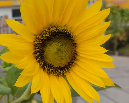 Close-up of a vibrant yellow sunflower in full bloom, showcasing detailed petals and a textured center. The image captures the natural beauty and symmetry of the sunflower underの写真素材