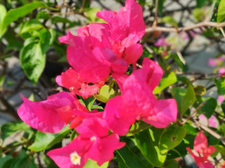 Close-up of vibrant pink bougainvillea flowers blooming in natural sunlight. The image captures the delicate paper-like petals and lush green leaves, creating a tropicalの写真素材