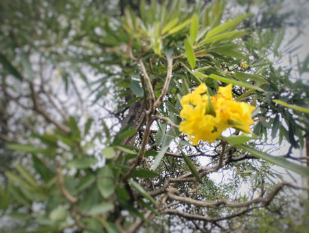 Close-up of a vibrant yellow flower blooming on a tree branch, surrounded by lush green leaves and natural bokeh background. The image captures the freshness and beauty of tropicalの写真素材