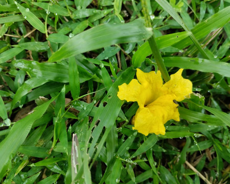 A vibrant, solitary yellow flower rests amongst lush green grass blades, which are sparkling with fresh water droplets (dew or rain). The intense yellow of the flower providesの写真素材
