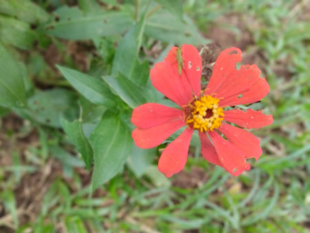 A detailed close-up shot of a bright red/orange Zinnia elegans flower in an outdoor garden setting. The petals display natural wear and tear, adding a touch of rustic beauty.の写真素材