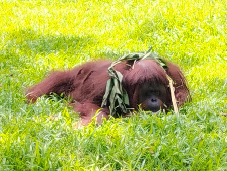 A reddish-brown Bornean Orangutan (Pongo pygmaeus) lies down on bright green grass, partially covering its head and shoulders with large green leaves, seemingly taking a napの写真素材