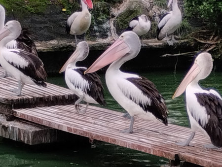 A group of Australian Pelicans (Pelecanus conspicillatus) with striking black and white plumage are gathered on a rustic wooden raft floating in a green, artificial pond.の写真素材