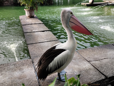 A beautiful Australian Pelican (Pelecanus conspicillatus) standing on a stone pathway next to a greenish pond or lake. The large waterbird is shown in profile,の写真素材