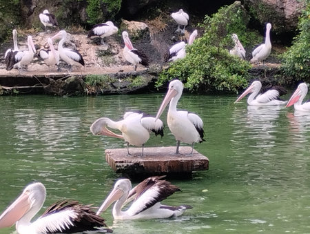 The large waterbird is shown in profile, displaying its prominent white and black plumage and its distinctive large pink and black bill. In the background, water fountains createの写真素材