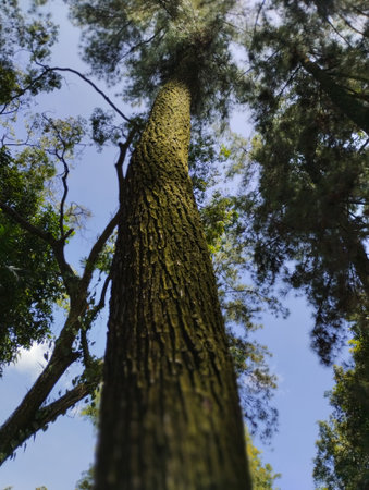 A dramatic low-angle, worm's-eye view photograph looking straight up the trunk of a tall, imposing pine tree (or similar forest tree). The thick, rough bark is covered in moss or lの写真素材
