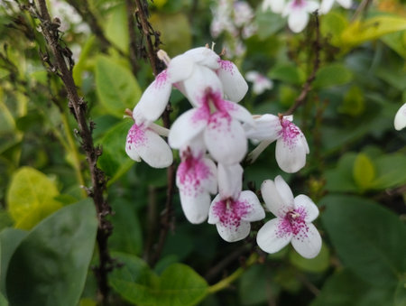 A macro photograph of delicate white flowers with pink speckles and vibrant green leaves in the background. The image captures the natural beauty and fine details of tropical gardeの写真素材