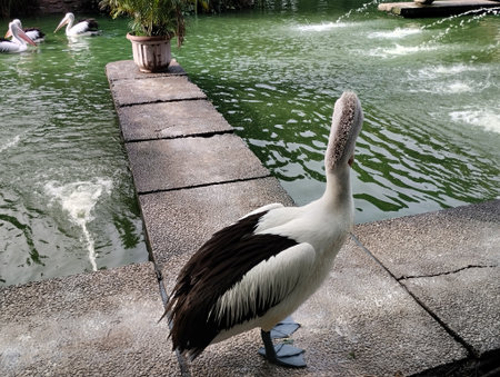 A beautiful Australian Pelican (Pelecanus conspicillatus) standing on a stone pathway next to a greenish pond or lake. The large waterbird is shown in profile,の写真素材