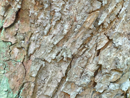 A close-up photograph capturing the highly detailed and rugged texture of tree bark. The surface shows deep fissures, cracks, and varied coloration, including shades of brown.の写真素材