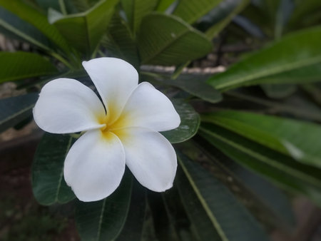 Close-up of a white plumeria flower with a soft yellow center, surrounded by lush green leaves. The image captures the natural beauty and purity of the tropical flower, symbolizingの写真素材