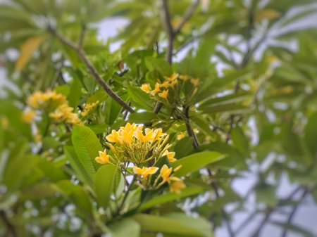 Beautiful cluster of yellow frangipani (plumeria) flowers blooming under a clear blue sky. The tropical blossoms are surrounded by lush green leaves, creating a serene and naturalの写真素材