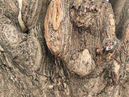 etailed close-up of rough tree bark showing natural textures, cracks, and growth patterns. The surface displays organic shapes and earthy tones, highlighting the intricate detailsの写真素材