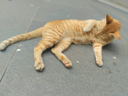 A cute ginger tabby cat resting on a tiled floor, looking calm and comfortable. The orange fur pattern stands out beautifully under natural light, capturing a peaceful and relaxedの写真素材
