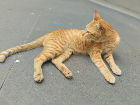 A calm ginger tabby cat lies on a smooth outdoor floor, looking to the side in a relaxed and natural pose. The soft lighting highlights the catâs orange fur and subtle stripe patteの写真素材