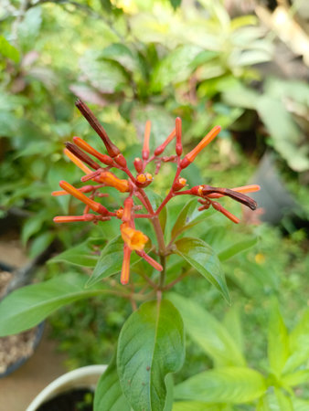 Close-up image of bright orange tubular flowers blooming among fresh green leaves in a garden setting. The photo captures the delicate structure and vivid colors of the plant, showの写真素材