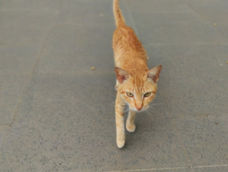 A detailed close-up of an alert ginger cat walking confidently across an outdoor urban pavement. The orange feline shows sharp eyes and focused expression, captured in natural dayの写真素材