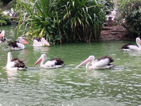 A vibrant scene of multiple Australian pelicans swimming gracefully in a green-colored lagoon, with one bird perched on a wooden platform. The photo captures the birdsâ distinct loの写真素材