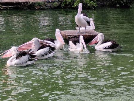 A vibrant scene of multiple Australian pelicans swimming gracefully in a green-colored lagoon, with one bird perched on a wooden platform. The photo captures the birdsâ distinct loの写真素材