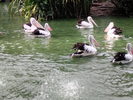 A vibrant scene of multiple Australian pelicans swimming gracefully in a green-colored lagoon, with one bird perched on a wooden platform. The photo captures the birdsâ distinct loの写真素材