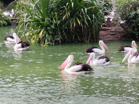 A vibrant scene of multiple Australian pelicans swimming gracefully in a green-colored lagoon, with one bird perched on a wooden platform. The photo captures the birdsâ distinct loの写真素材