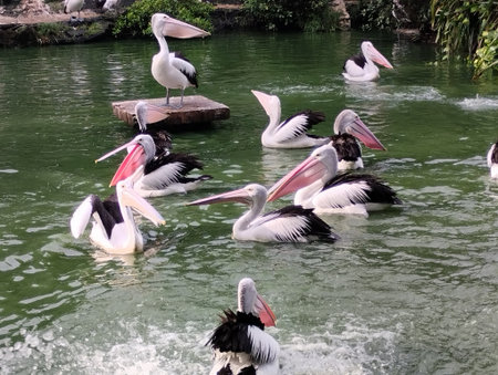 A vibrant scene of multiple Australian pelicans swimming gracefully in a green-colored lagoon, with one bird perched on a wooden platform. The photo captures the birdsâ distinct loの写真素材